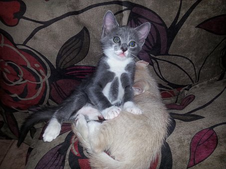 Pisică, Pisica, Kitty, Pisoi, Animale