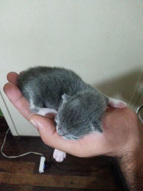 Pisică, Pisica, Kitty, Pisoi, Animale