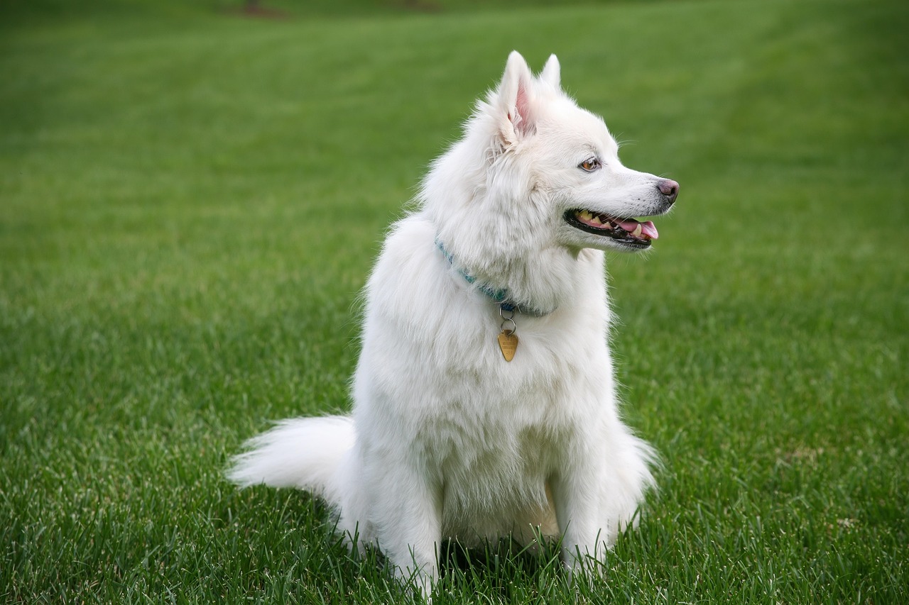 Why Does My Dog Lick Me So Much? 7 Vet-Explained Reasons (When to Worry)