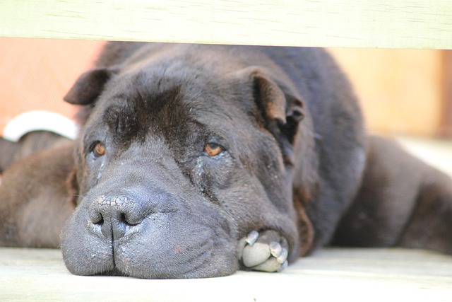 Scherp, Hond, Slapende Hond, Dier