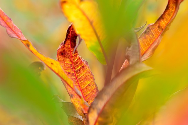 Free Leaves Colorful photo and picture