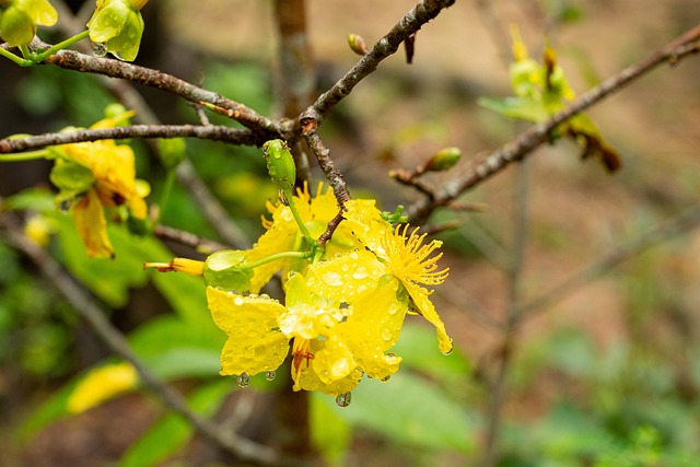 Free Flower Plant photo and picture