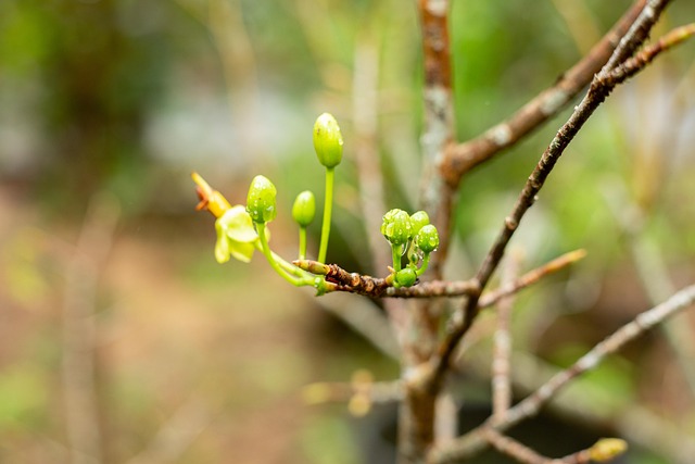 Free Flower Plant photo and picture