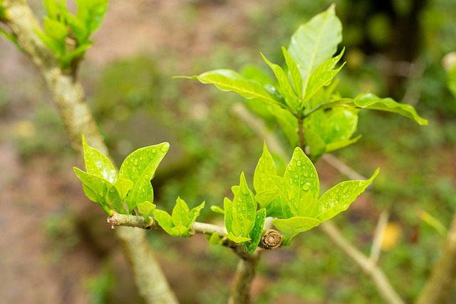 Free Plant Clove photo and picture