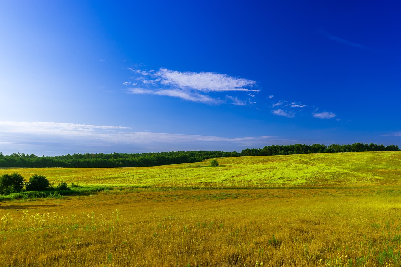 Fields Forest Morning Free photo on Pixabay