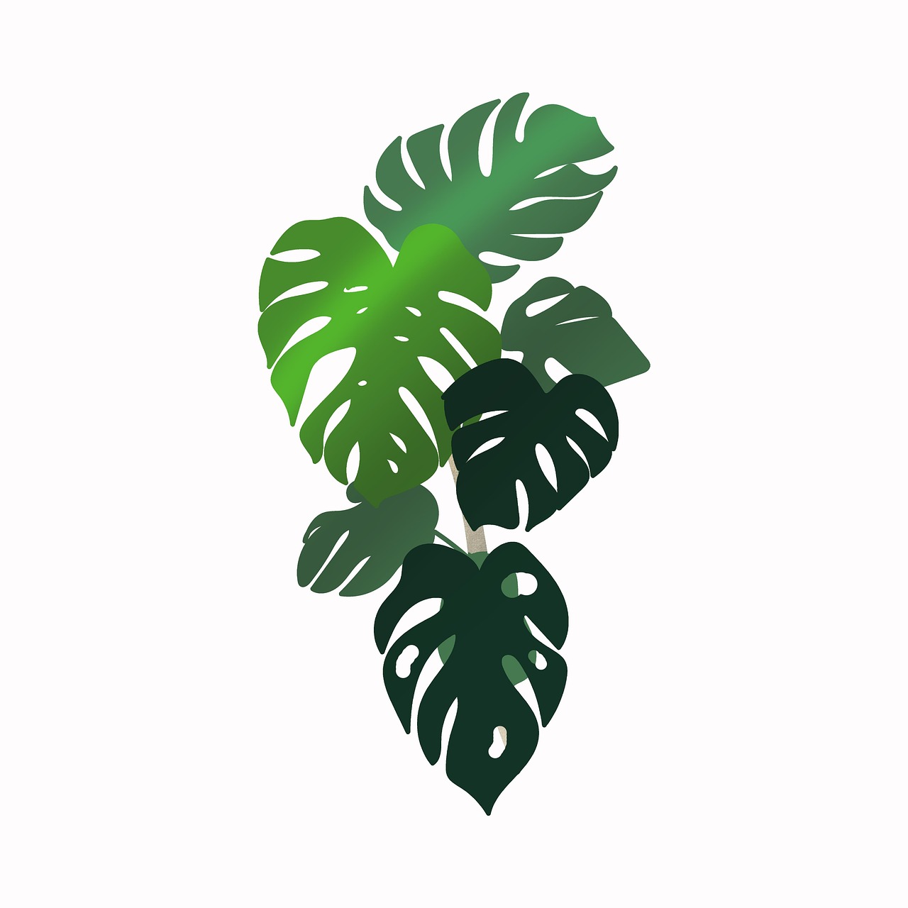 龟背竹 叶子 植物 - Pixabay上的免费图片 - Pixabay