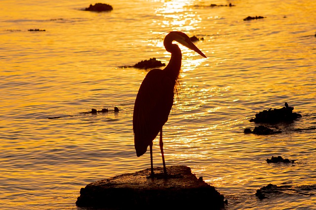 Reiher, Großer Blauer Reiher, Vogel