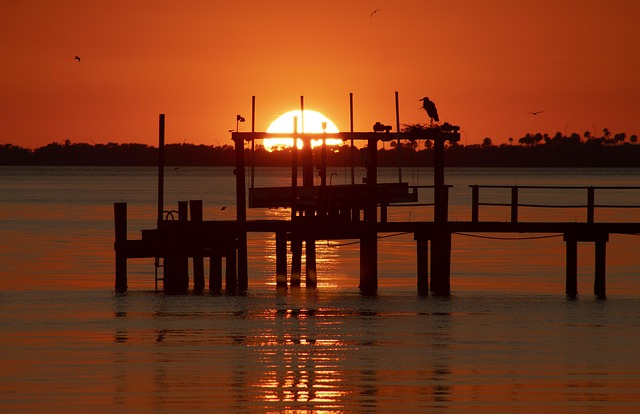 Vogel, Reiher, Sonnenuntergang, Sonne