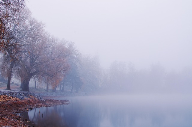 Copaci, Lac, Reflecţie, Trier, Iaz