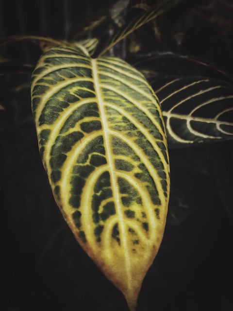 Free Leaf Dark photo and picture