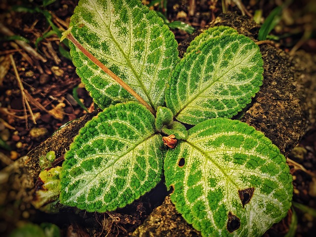 Free Nature Leaves photo and picture
