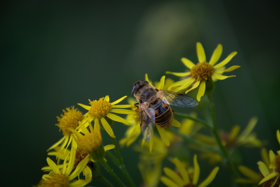 Bee Flowers Pollination Free photo on Pixabay Pixabay