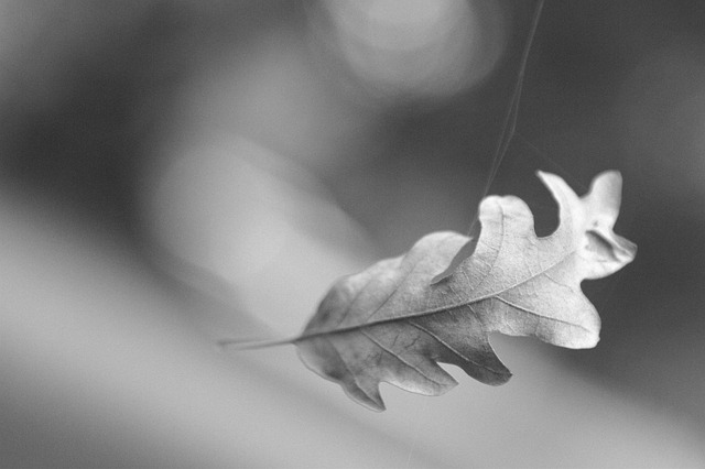 Free Floating Leaf photo and picture