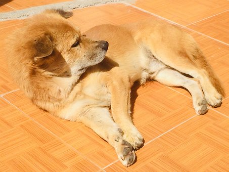 Free Dog Sunbathing photo and picture