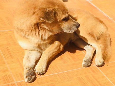 Free Lie Dog photo and picture