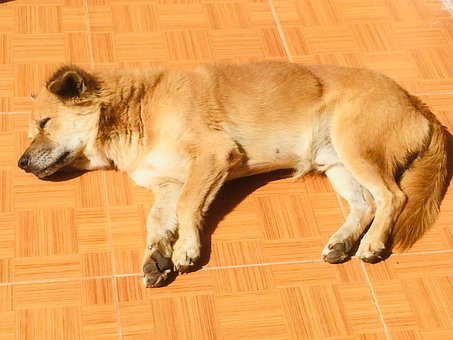 Free The Dog Loves To Sunbathe Dog photo and picture