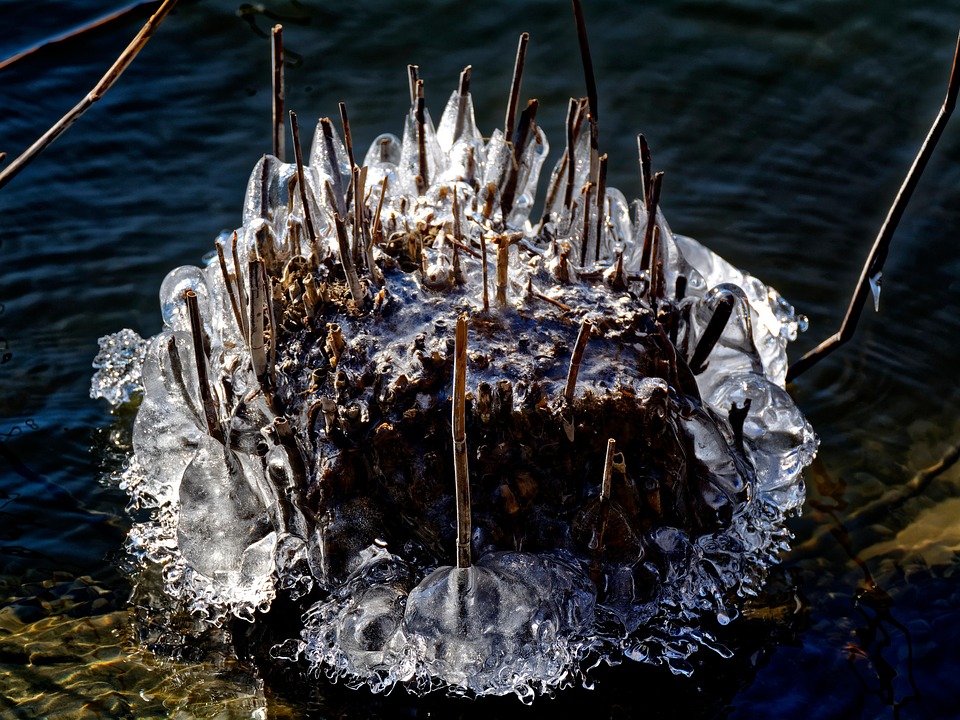 Reed Ice Frozen - Free photo on Pixabay