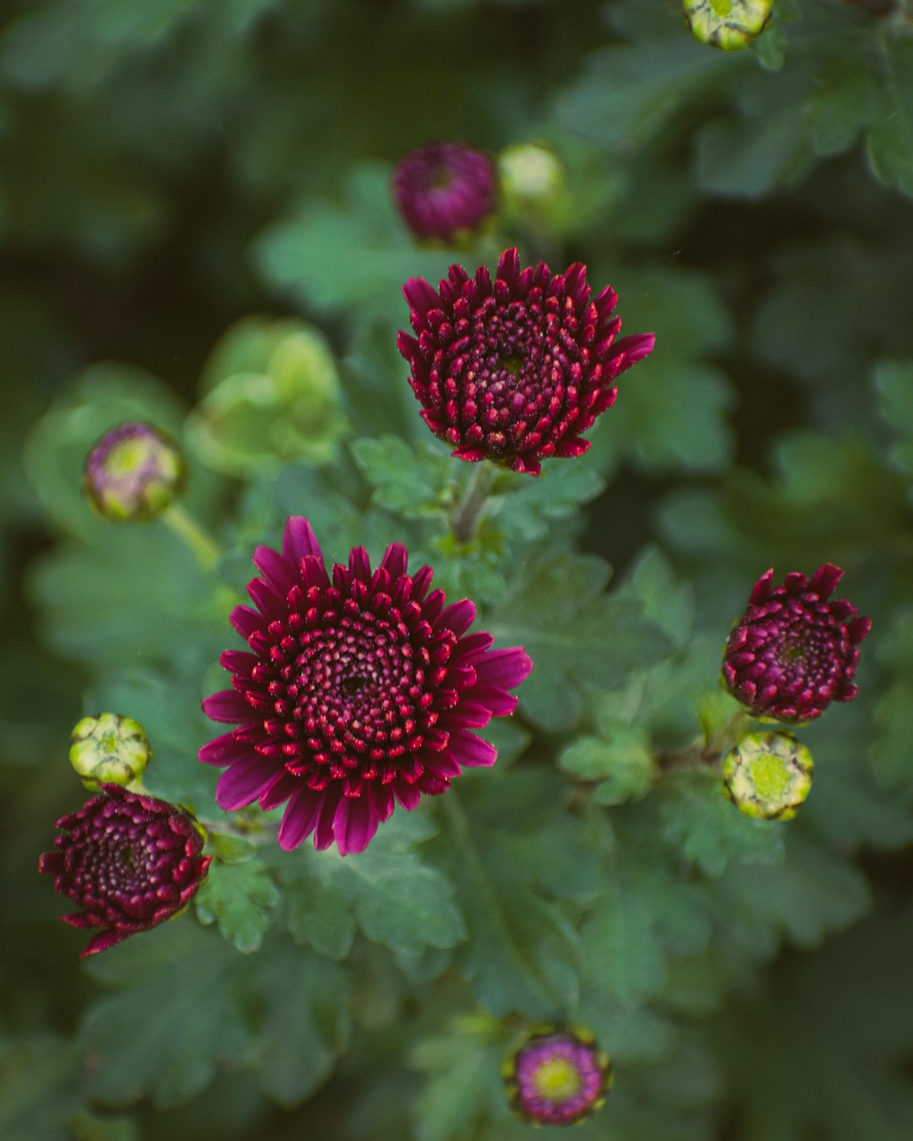 Chrysanthemum Bunch Fall Free photo on Pixabay Pixabay