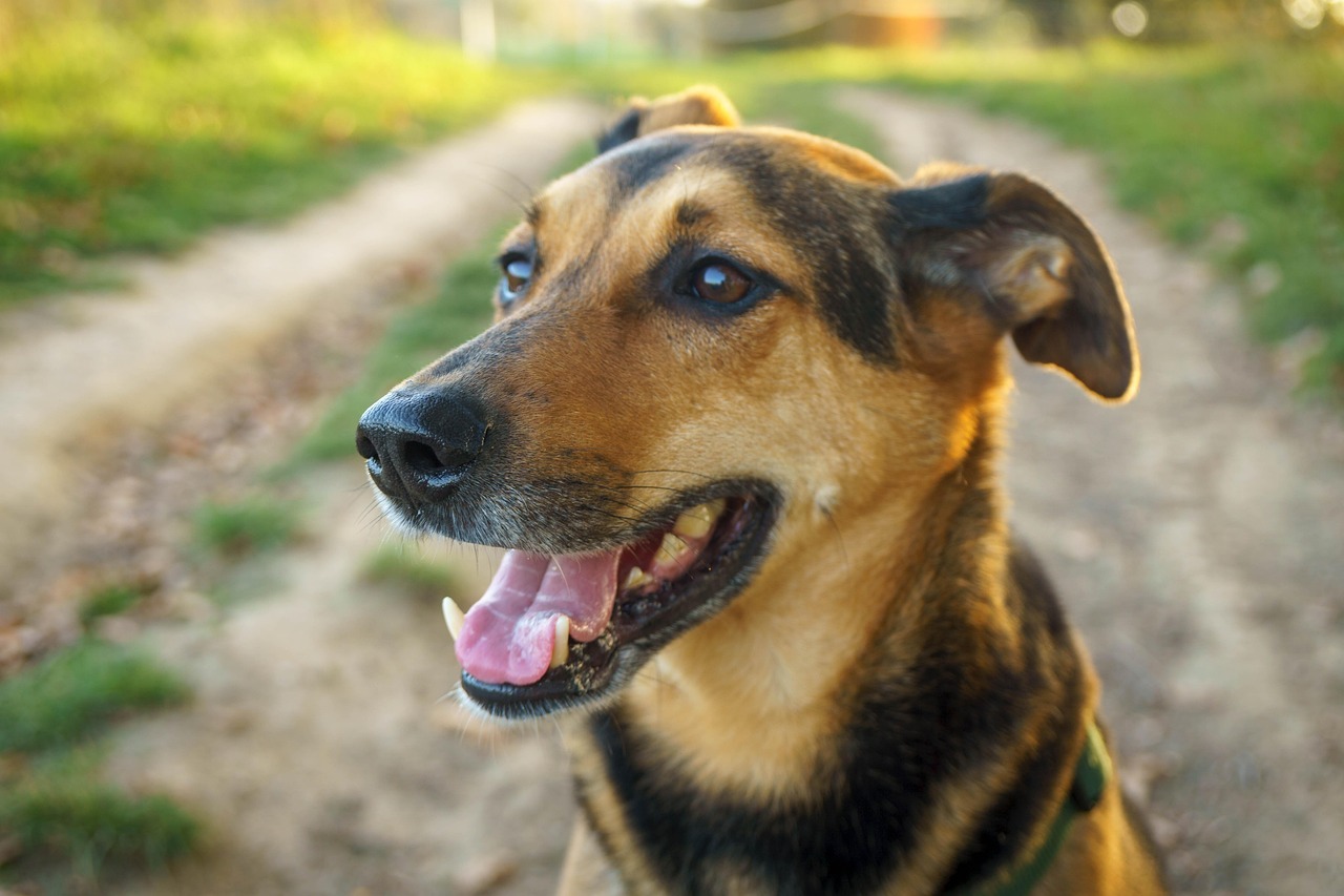 Free Dog Shepherd Dog photo and picture