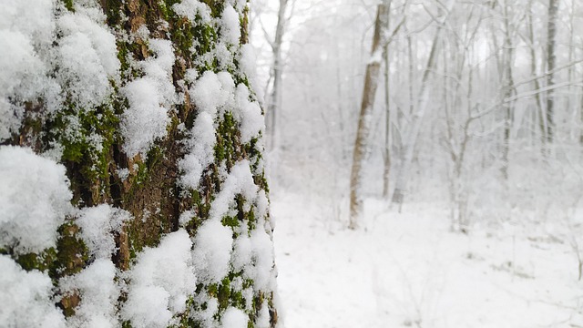Sne, Vinterskov, Bark, Vinter, Vinterdag