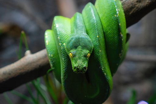 Grün, Schlange, Reptil, Python, Spezies