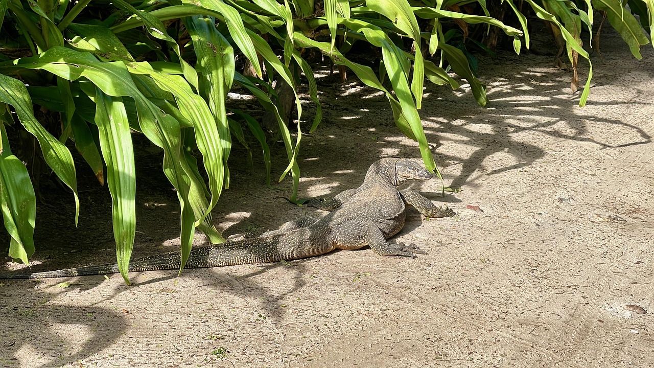 Monitor Lizard Reptile Palawan Free photo on Pixabay Pixabay