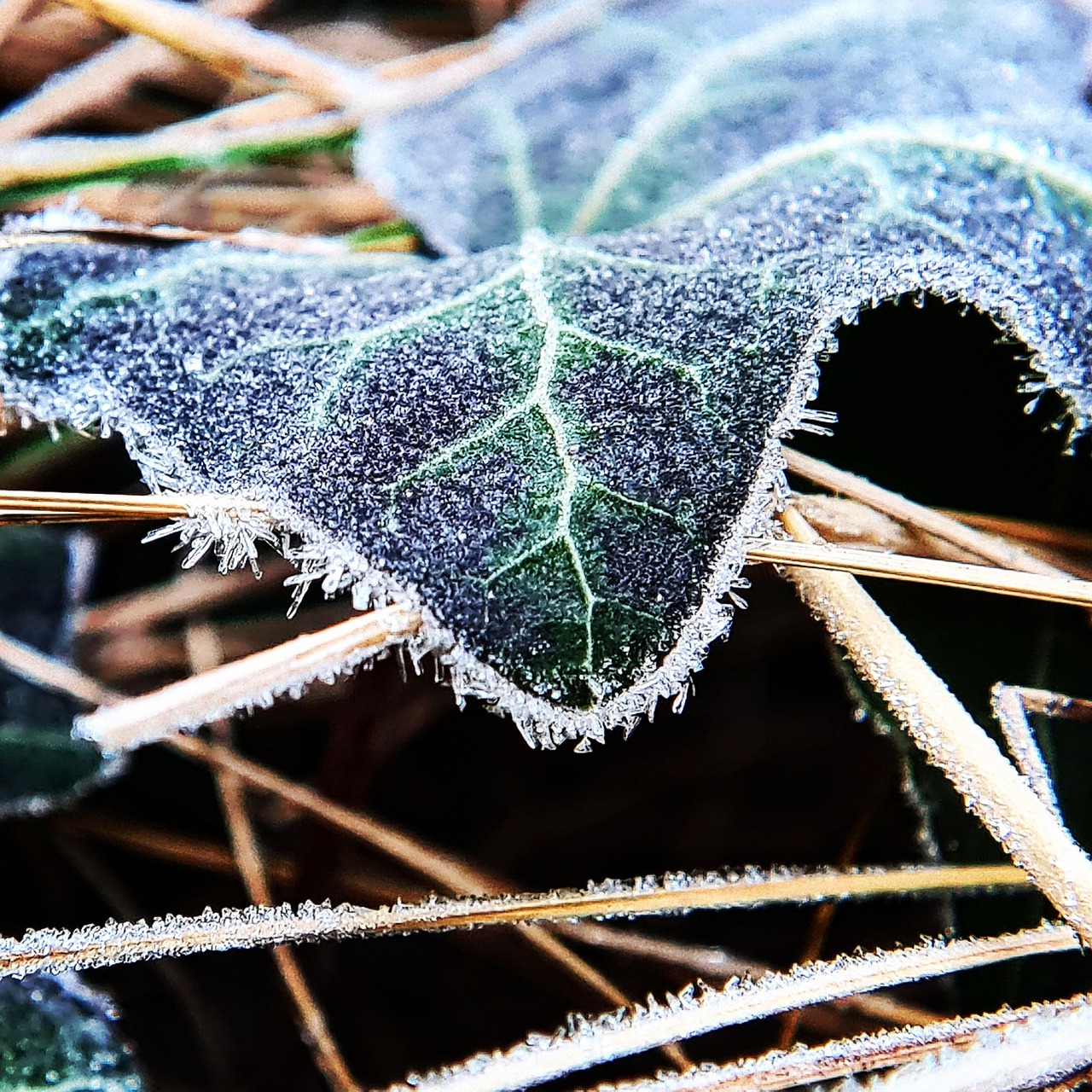 霜 冬天 自然 - Pixabay上的免费照片 - Pixabay