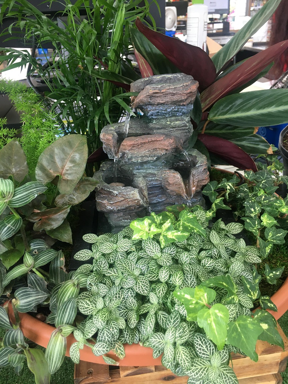 Plants Fairy Garden Container Free Photo On Pixabay Pixabay plants-fairy-garden-container-free-photo-on-pixabay-pixabay