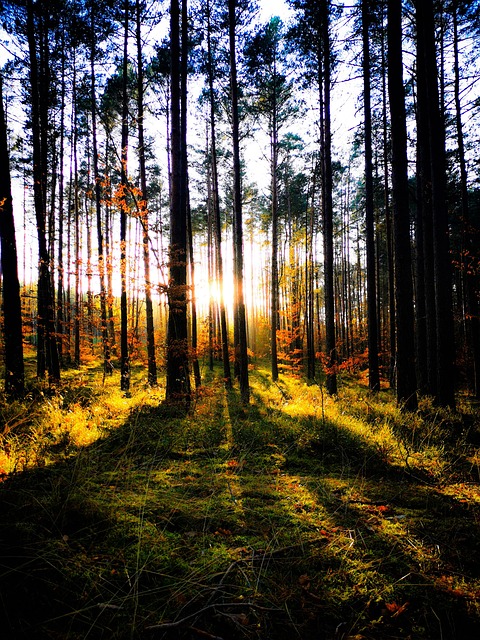 Floresta, Natureza, Arvores, Luz, Sol