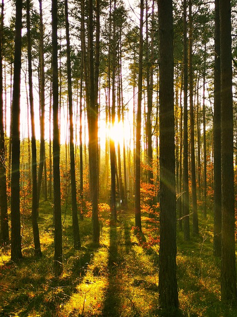 Sonhe, Natureza, Floresta, Sol, Arvores
