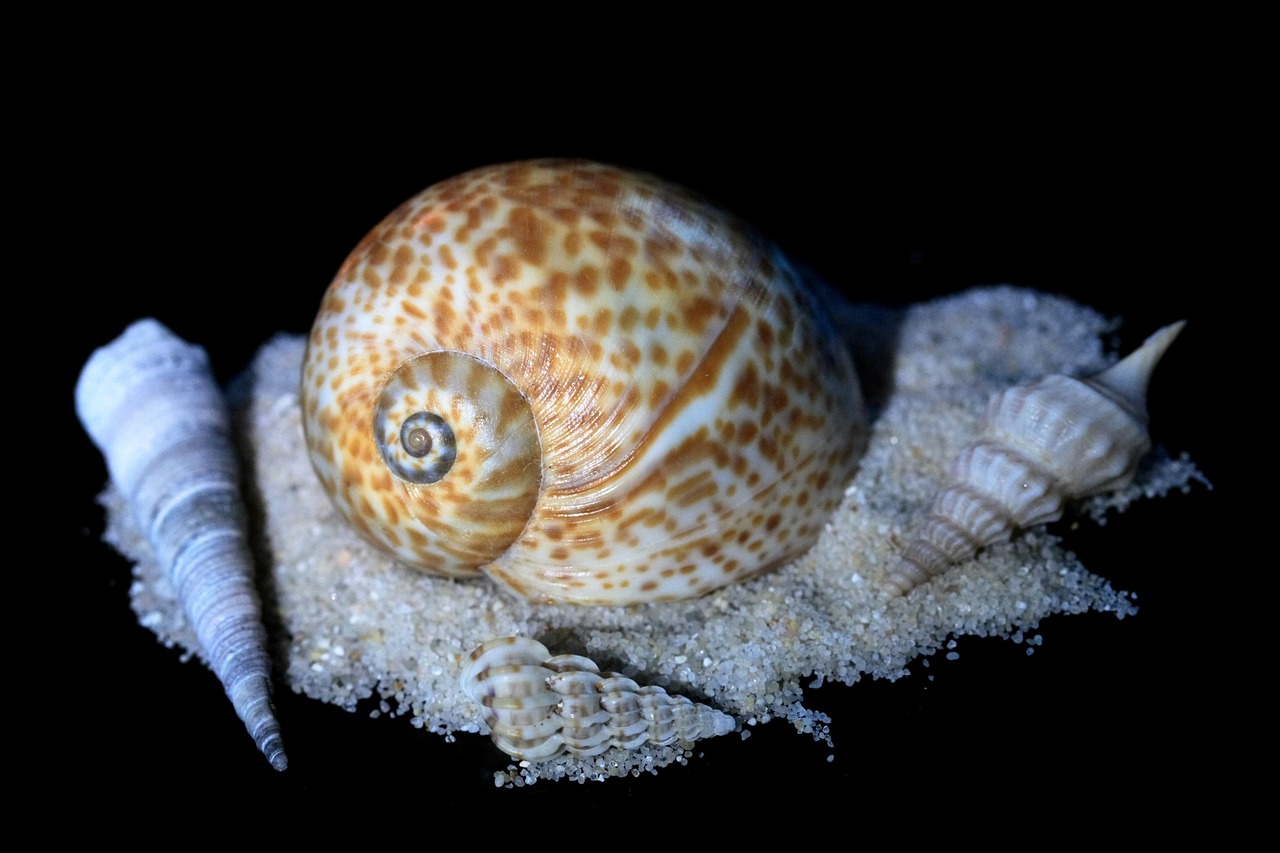 Sea Snail Casing - Free photo on Pixabay