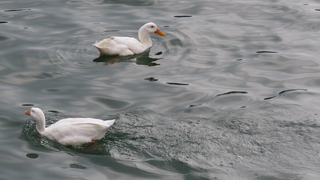 Vögel, Schwan, Wasser, See, Weiß Gesägt