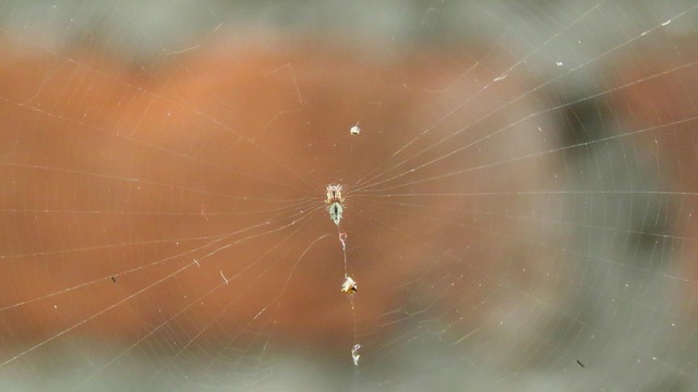 Spinne Brennt, Spinnennetz, Fangen