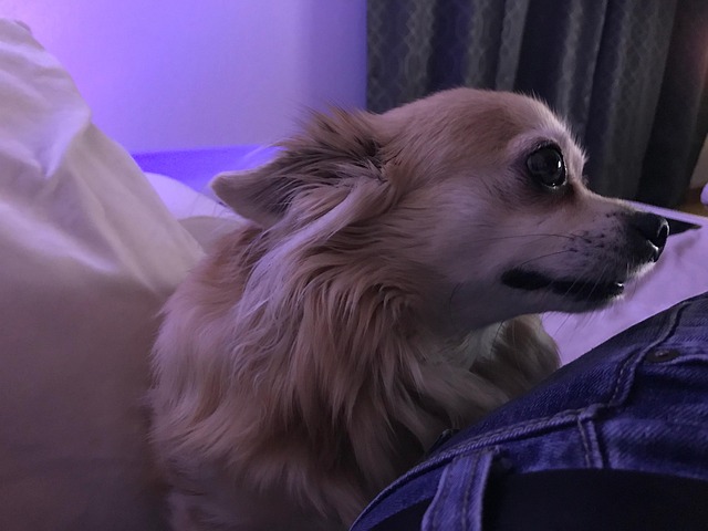 Boomi, Chihuahua, Hond, Portret