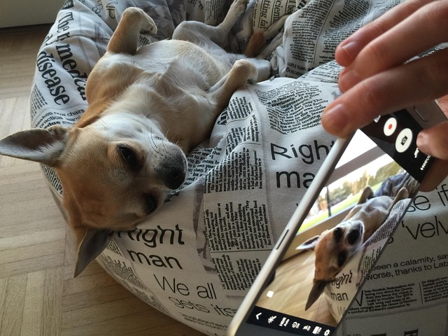 Selfie, Chihuahua, Fennie, Hond, Mobiel