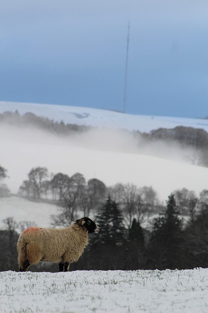 Free Animal Sheep photo and picture
