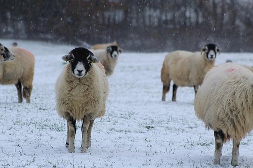 Free Animal Sheep photo and picture