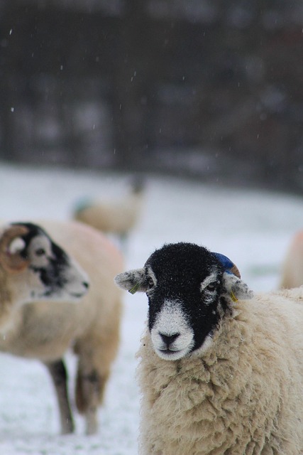 Free Animal Sheep photo and picture