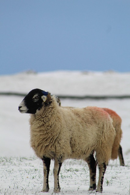 Free Sheep Snow photo and picture