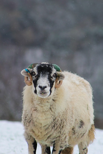 Free Sheep Snow photo and picture