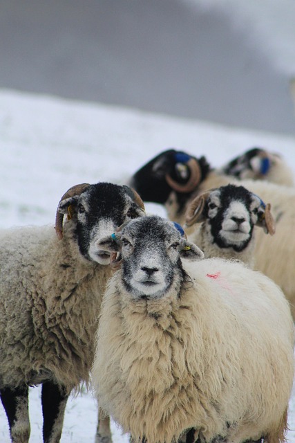 Free Sheep Snow photo and picture