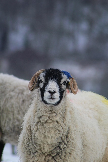 Free Sheep Snow photo and picture