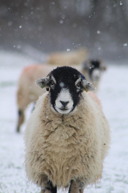 Free Sheep Snow photo and picture