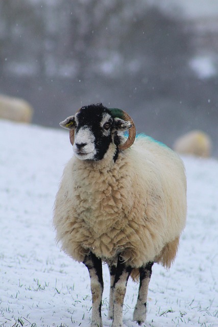 Free Sheep Snow photo and picture