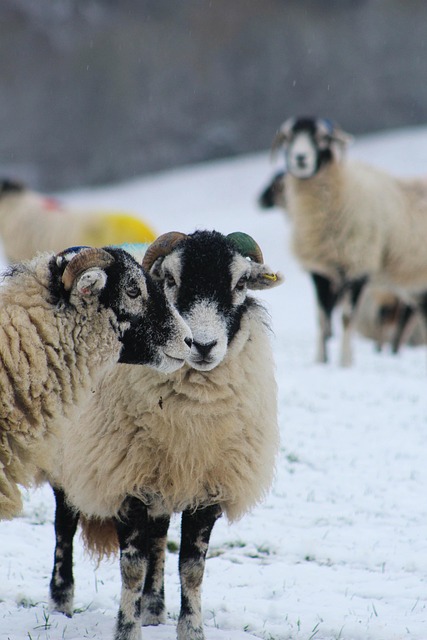 Free Sheep Snow photo and picture