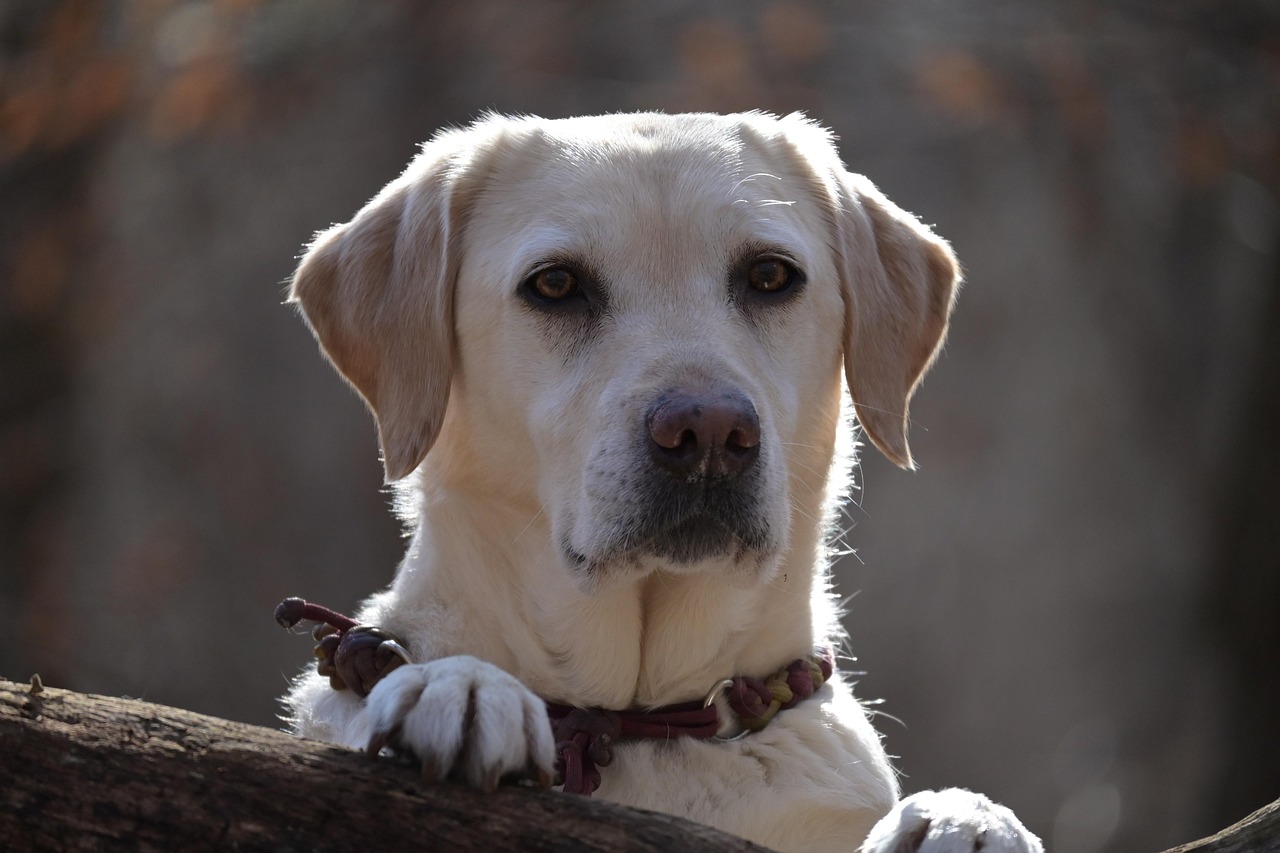Animal Labrador Dog Free photo on Pixabay Pixabay