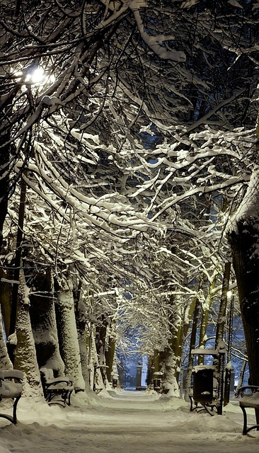 Free Winter Alley photo and picture
