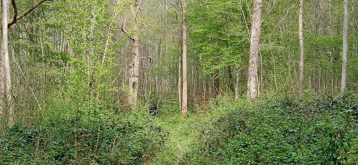 Free Nature Forest photo and picture