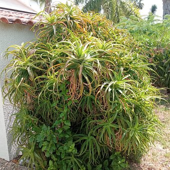 Free Cactus Plants photo and picture