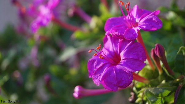 Free Flowers Plant photo and picture
